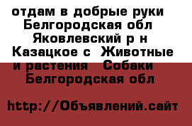 отдам в добрые руки - Белгородская обл., Яковлевский р-н, Казацкое с. Животные и растения » Собаки   . Белгородская обл.